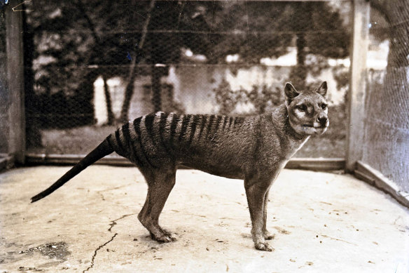 Benjamin, la dernière thylacine, au zoo de Hobart en 1933.