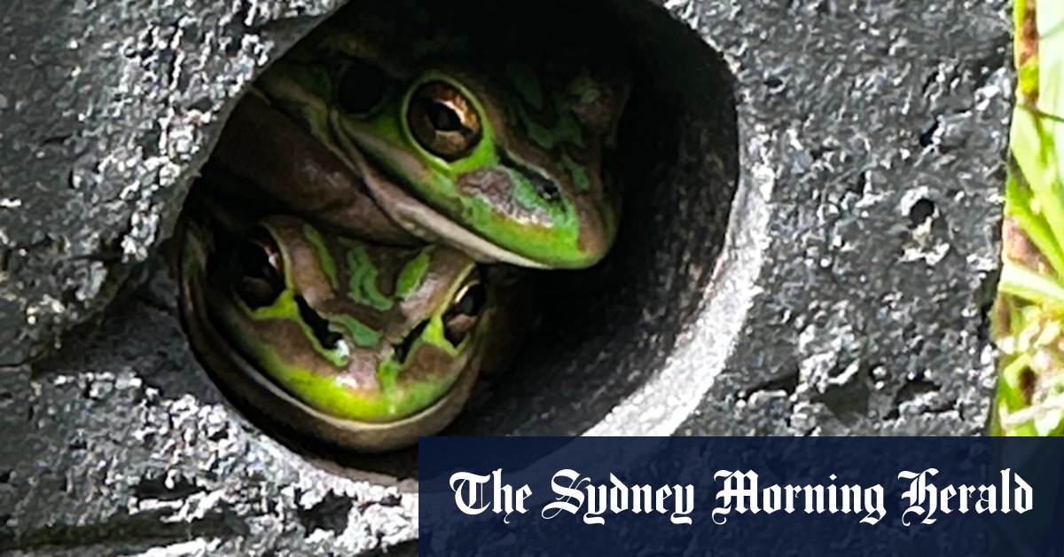 Les saunas de grenouille ont la clé de la sauvegarde des espèces de champignons mortels