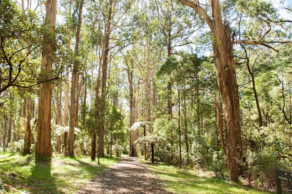Olinda et Gris Gums Track.