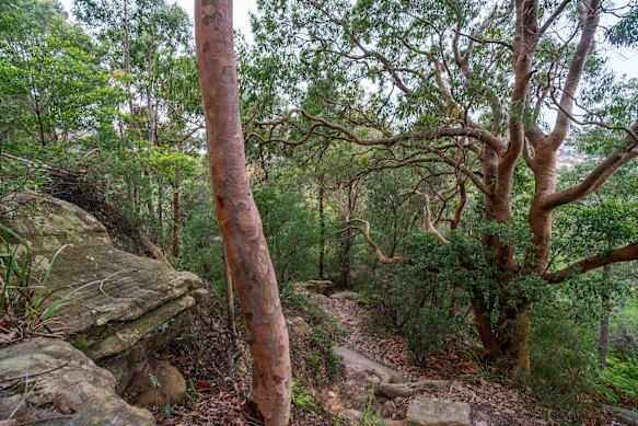 Piste de marche de Wolli Creek.