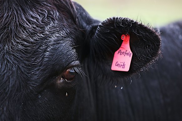 La Chine reprend son goût pour le bœuf australien et a piqué la Corée du Sud en tant que deuxième plus grand marché d'exportation.  