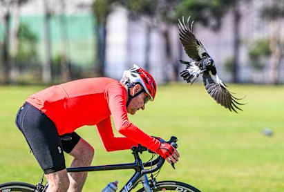 Magpie Swooping Season peut faire une conduite poilue pour les cyclistes.