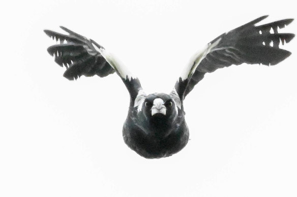 Les Magpies connaissent «absolument» les gens qu'ils perçoivent comme des prédateurs, disent les experts.
