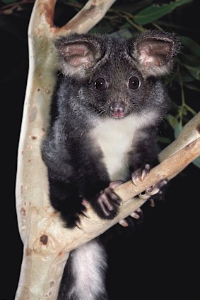 Les enquêtes sur les drones suggèrent qu'il y a 36 000 plus grands planeurs vivant dans les forêts d'État ajoutées au parc national du Grand Koala.