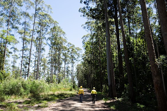 Une plantation de Blackbutt, à gauche, et une réserve mise de côté pour la conservation, à droite, dans la forêt d'État de Creek Wild Carish. La région fera partie du Grand Parc national de Koala, mais les plantations seront exclues.