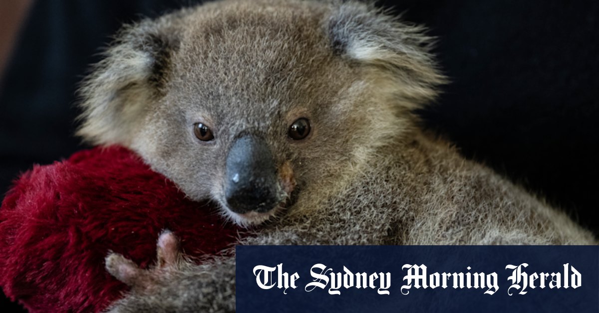 Grand parc national de Koala annoncé par le gouvernement de la Nouvelle-Galles du Sud