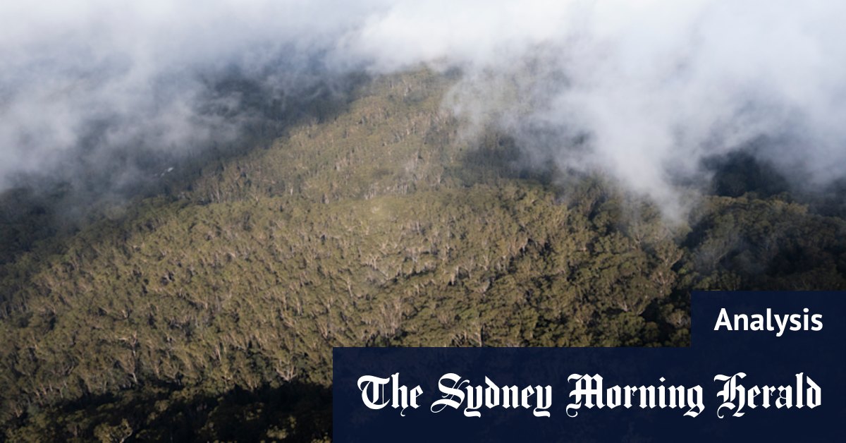 Gagner pour les écologistes en NSW pour être exaspéré par l'industrie de l'exploitation forestière