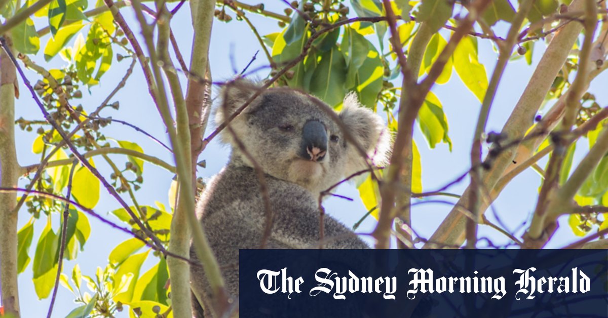 Le grand plan du parc national de Koala offre un aperçu crédible de l'avenir des forêts avec moins de journalisation