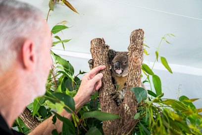 Une étude avec le vaccin a révélé une diminution de la mortalité de la maladie dans les populations sauvages d'au moins 65%.