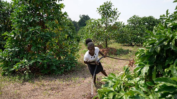 Excelsa Plantes au Soudan du Sud. Ses arbres sont beaucoup plus grands que les plantes de café plus adaptées au marché, ce qui les rend difficiles à récolter.