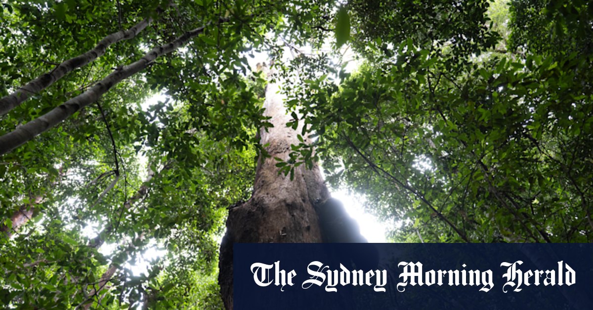 Le grand parc Koala peut être une victoire pour l'environnement et les travailleurs locaux