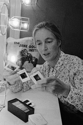 Jane Goodall passe par des diapositives avant de faire une présentation à Chicago en 1982.
