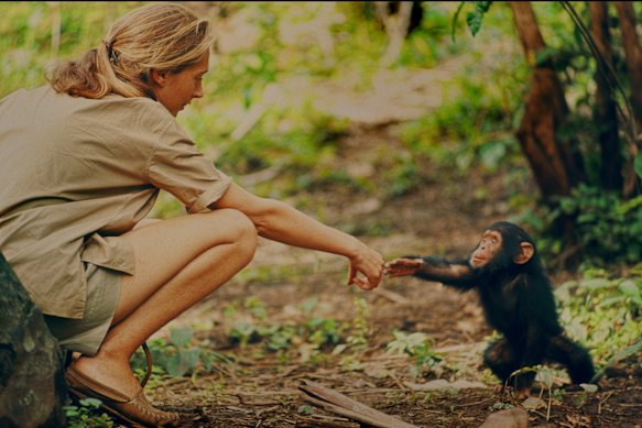 Jane Goodall et le chimpanzé pour nourrissons finissent la main pour toucher les mains les uns des autres.