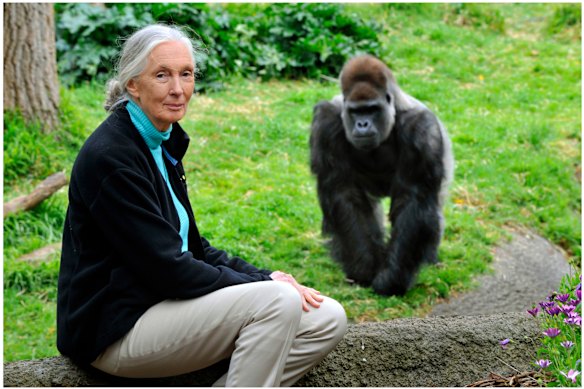 Jane Goodall avec un gorille au zoo de Melbourne en 2008.
