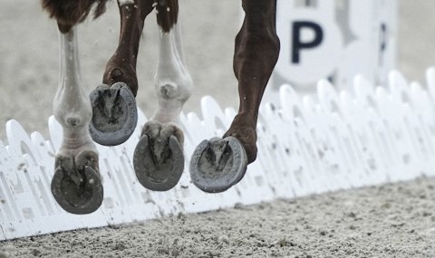 Le dressage est une catégorie très technique dans laquelle les chevaux sont jugés sur leurs mouvements dans l'arène.