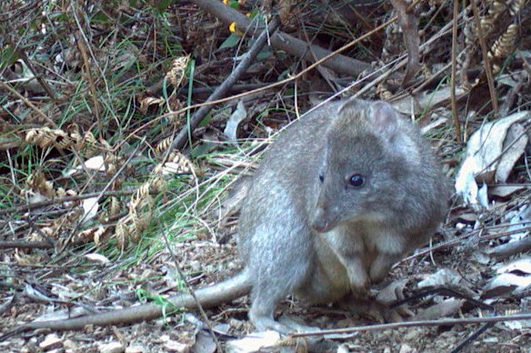 Victoria compte quelques poches de populations de potoroo aux pieds longs.