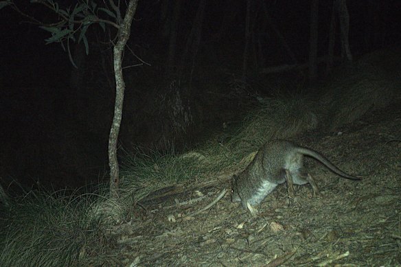 Un potoroo aux longues pattes filmé dans le parc national de Kosciuszko.