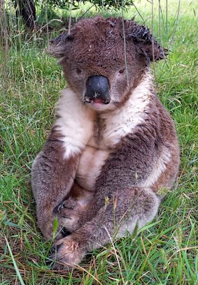 Un koala en détresse et malade sur l'île française.