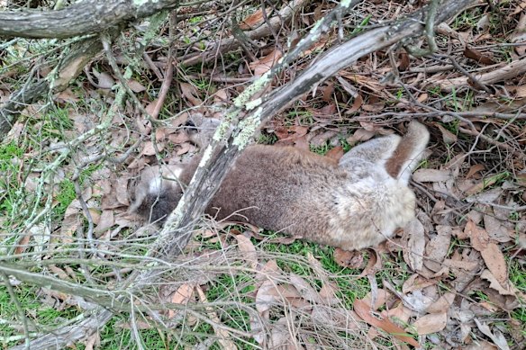 Un koala est mort sur l'île française sur une photo récente prise par l'ancien garde-parc Scott Coutts.
