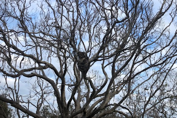 Les koalas manquent rapidement de nourriture alors que les habitants exhortent le gouvernement à envoyer davantage de ressources sur l'île française.