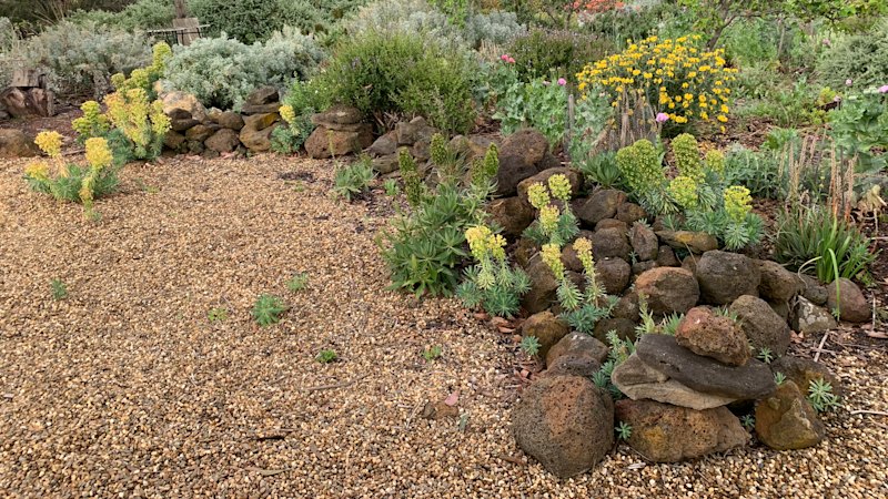 Cette alternative à l'eau pour la pelouse offre une beauté sans force