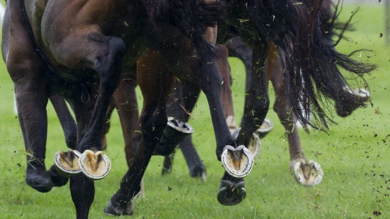 Conseils et guide course par course pour Lismore lundi