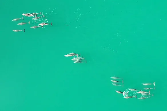 Interactions sociales entre grands dauphins à Monkey Mia en Australie occidentale.