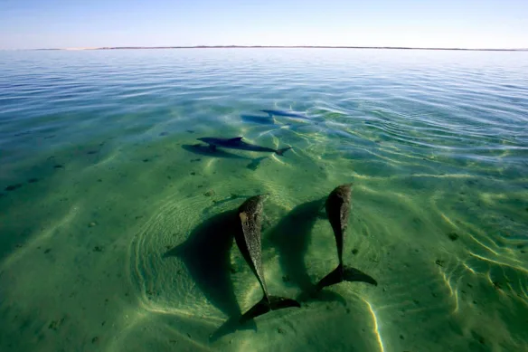 Les grands dauphins de Shark Bay sont étudiés depuis plus de 40 ans.