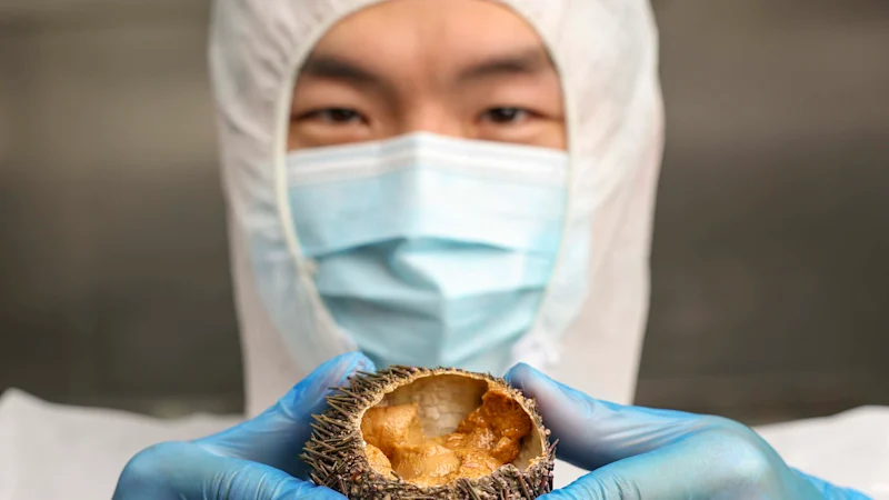 Alors que le changement climatique réchauffe les océans, les oursins se propagent, menaçant les forêts de varech