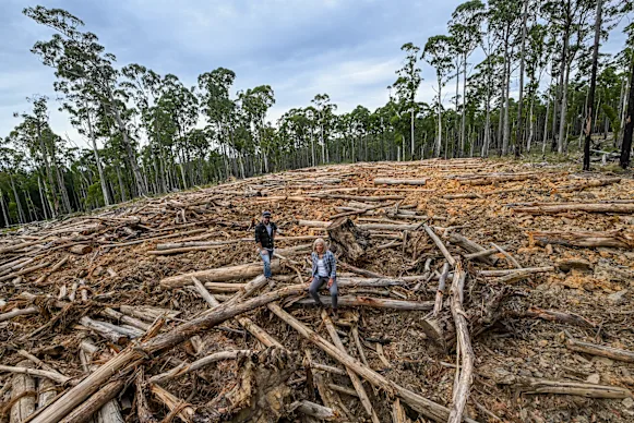 Les écologistes Ben Gill (à gauche) et Gayle Osborne dans la forêt domaniale de Wombat en mars 2024.