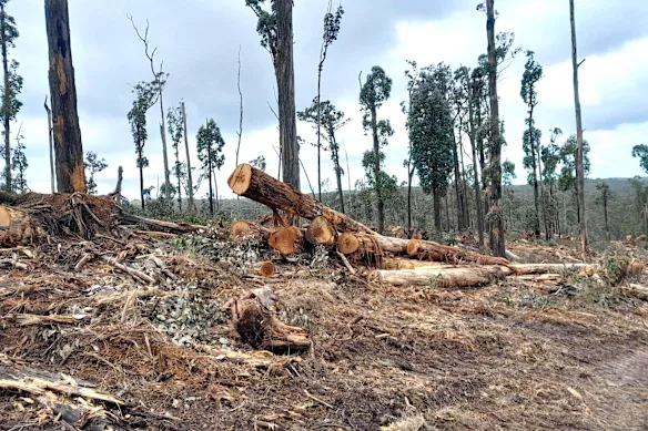 Bûches fraîches dans la forêt. Victoria a officiellement mis fin à l'exploitation forestière indigène il y a deux ans.