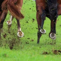 Conseils et guide course par course pour Beaumont (Newcastle) lundi