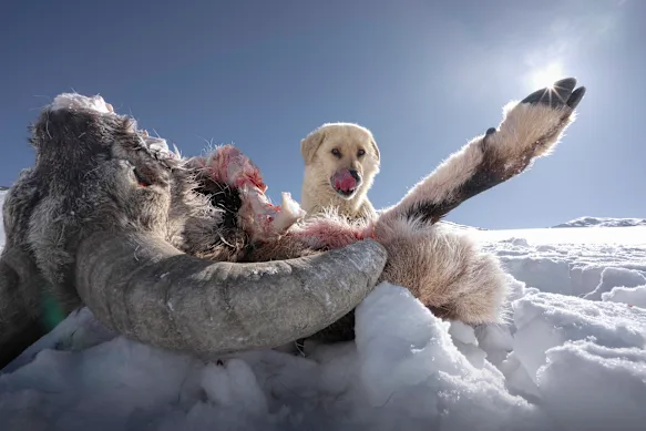 Un chien mangeant un mouton bleu tué la nuit précédente par une meute de chiens sauvages dans l'Himachal Pradesh, à quelques kilomètres du Ladakh. Le mouton bleu est également une proie préférée des léopards des neiges.