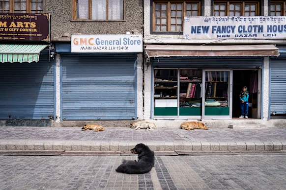 Les chiens des rues du Ladakh, en Inde, ont de nombreux partisans qui les nourrissent et ne veulent pas qu'ils soient abattus.