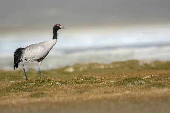 La grue à cou noir est l'oiseau national du Ladakh et on la trouve également dans d'autres régions himalayennes.