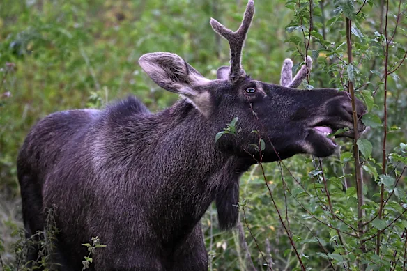 Moose Emil, qui a parcouru la Basse-Autriche en 2024.