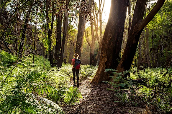 Marcher dans la nature présente des avantages pour la santé mentale, la santé physique et la longévité, explique le Dr Tara Swart.