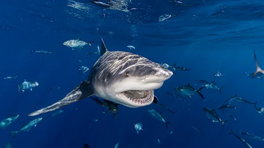 Un requin bouledogue nageant avec des poissons dans l'océan.