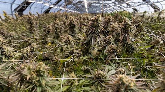 Cannabis médicinal cultivé en septembre 2024 chez le cultivateur victorien ECS Botanics.