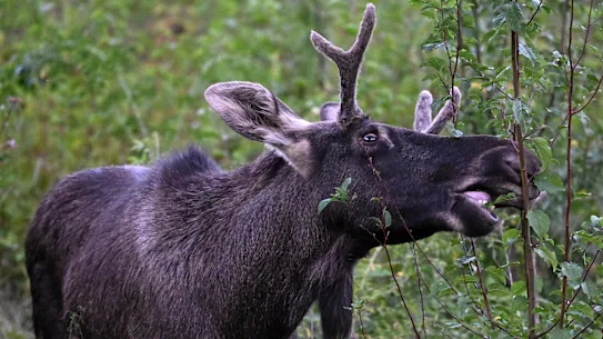Moose Emil qui parcourait la Basse-Autriche en 2024.