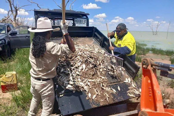 Le nettoyage de Sunset Strip, au bord du lac Menindee, mercredi.