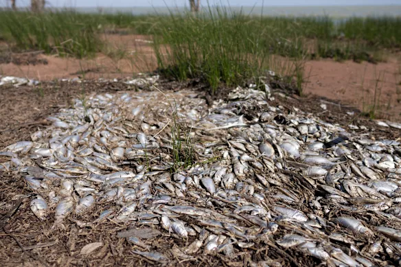 « La rivière et les lacs sont malades depuis longtemps et nous en constatons les effets », a déclaré Luke Driscoll, directeur général de la Barkandji Native Title Group Indigenous Corporation.