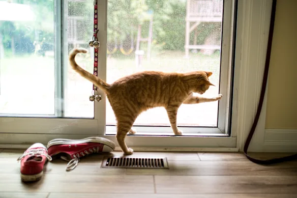 Les chats peuvent-ils ressentir un cancer, voire une mauvaise nouvelle, et être submergés par le besoin de fuir ?