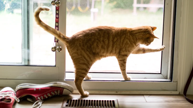 Après mon diagnostic de cancer, mon chat a disparu. Je me demande ce qu'elle savait