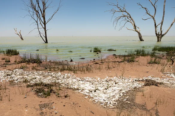 Environ 100 000 brèmes osseuses d’eau douce indigènes se sont échouées cette semaine sur les rives du lac Menindee.