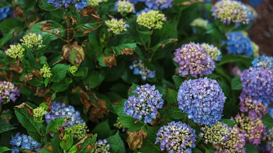 Des conditions météorologiques extrêmes peuvent rendre votre jardin beaucoup moins beau que les années passées.