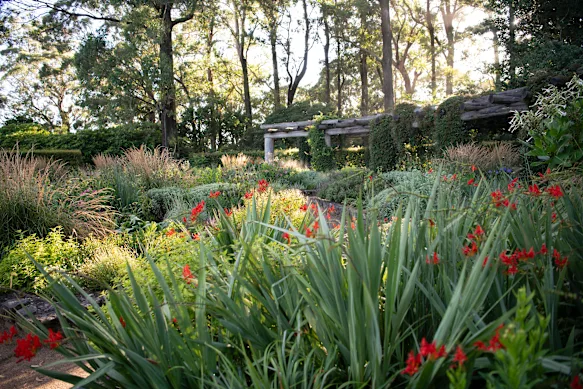 Bristow a commencé à repenser le jardin à la française du jardin botanique des Blue Mountains au début de 2023.