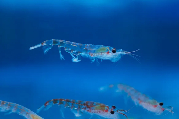 Le krill antarctique est l’espèce clé de l’océan Austral.