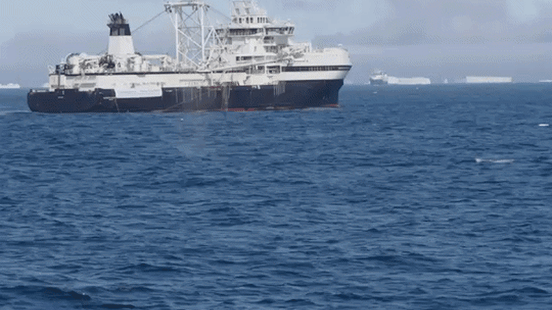 Les humains prennent leur nourriture dans la gueule des baleines