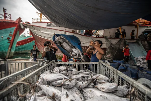 Des pêcheurs et des travailleurs déchargent des thons miniatures d'un bateau de pêche dans le port de pêche de Muara Baru, au nord de Jakarta.